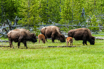 herd of bison grazing in the field in Yellowstone National Park