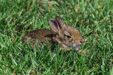 Bunny sitting in the grass