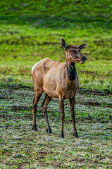 Naklejka na ściany i meble Elk standing in the field