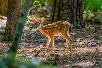 baby deer in the forest