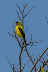 American Goldfinch Perched on a Limb