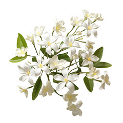 Obraz premium transparent background with jasmine blossoms