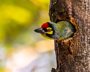 A coppersmith barbet