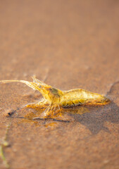 Live shrimp on the shore. The shrimp lies on the sand by the sea.