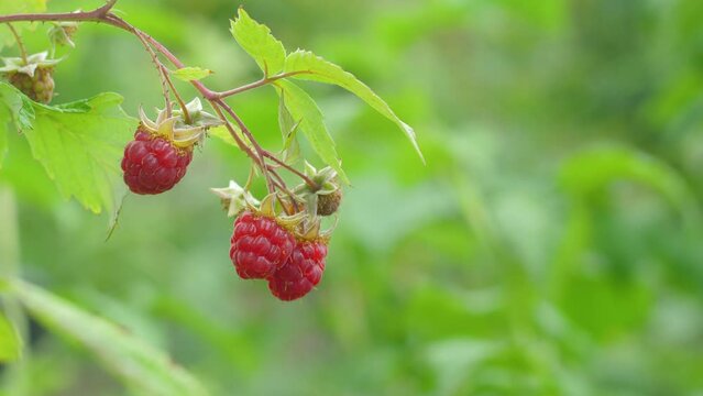 close-up ripe raspberries grow on a branch on a summer day. raspberries sing on the bush. berry harvest. raspberry benefits