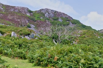 landscape with flowers and dry tree