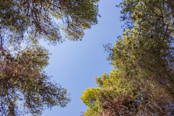 trees in the forest