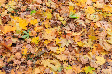 Fototapeta na wymiar Background of the autumn maple leaves