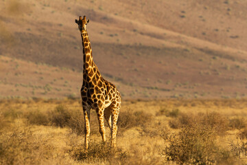 Jirafa "Giraffa Camelopardalis" en el sur de Namibia.