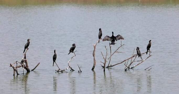 Many cormorant birds on the tree in a lake, India