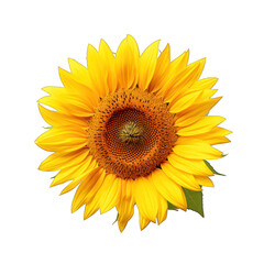 Sunflower cutout isolated against white transparent background 