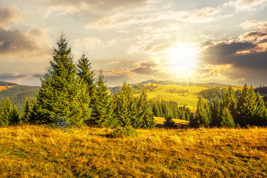 Autumn landscape in mountains of Romania at sunset. Coniferous forest on the grassy hillside meadow in Apuseni National Park. beautiful countryside scenery in evening light