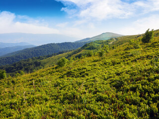 nature scenery with hills and meadows in summer. carpathian mountains in morning light. blue sky with clouds above the distant ridge