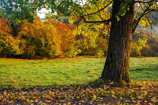 park in autumn. green meadow behind the tree in morning light