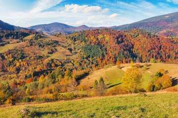 mountainous countryside landscape in autumn season. trees in fall colors on steep rolling hills. beautiful view on a sunny day
