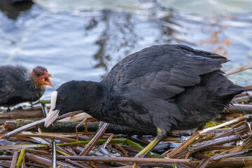 Eurasian coot feeds a chick in the nest on a sunny summer evening. Close-up portrait of Eurasian...