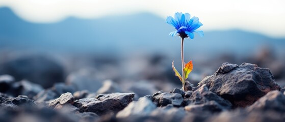 Delicate flower in bloom growing on harsh tundra rock cliff, violet blue petals, ice cold winter morning, panoramic macro closeup - generative AI  - Powered by Adobe