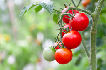 Ripe red round cherry tomatoes growing on a bunch in the garden