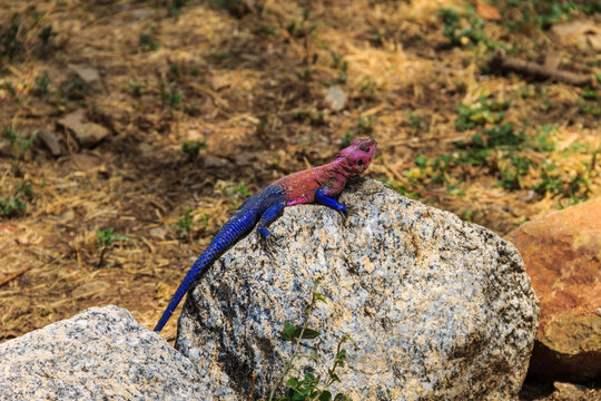 Male mwanza flat-headed rock agama (Agama mwanzae) or the Spider-Man agama on a stone in Serengeti  National Park, Tanzania