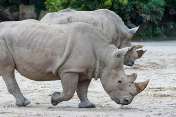 Naklejka premium Close up of a rhinoceros in the enclosure at the zoo