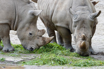 Fototapeta premium Close up of a rhinoceros in the enclosure at the zoo