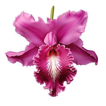 transparent background with isolated magenta cattleya orchid