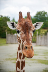 Obraz premium Giraffe portrait, close-up image of animal.