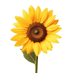 Fototapeta premium Gorgeous yellow flower