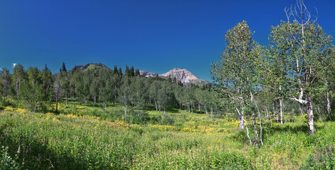 Timpanogos Peak from back hiking on Salamander Flat Willow Hollow and Snow Gauging Loop trail Uinta Wasatch Cache National Forest, Rocky Mountains, Utah. United States.