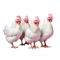 Fototapeta premium White boiler chickens gathered in a farm