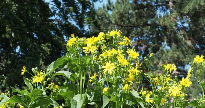(Helianthus decapetalus) Ten-Petal Sunflower - Forest Sunflower - Roughleaf Sunflower - Ten-Petal Sunflower - Thinleaf Sunflower - Thin-Leaved Sunflower. Beautiful flower with bright yellow petals aro
