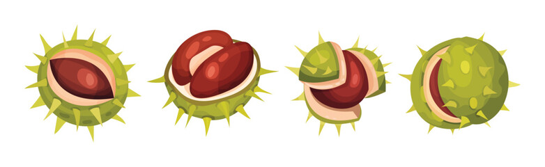 Chestnut with Green Peel or Husk and Brown Nut Vector Set