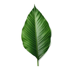 Obraz premium Arrow-shaped leaf , Isolated On Transparent, PNG