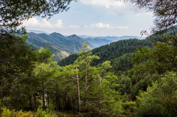  The Troodos mountain range on the island of Cyprus overgrown with pine forest. Beautiful natural landscape. © Alesia