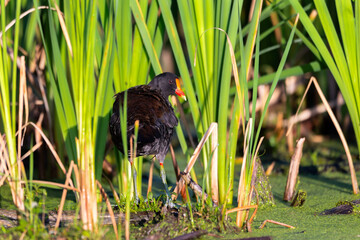 North American common gallinule standing in shallow water looking back, Léon-Provancher Marsh, Neuville, Quebec, Canada