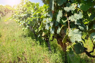 Fototapeta na wymiar Grape field growing for wine. Vineyard hills. Summer scenery with wineyard rows
