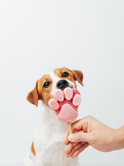 The Jack Russell Terrier eats ice cream on a white background. A male hand holds an ice cream for a...