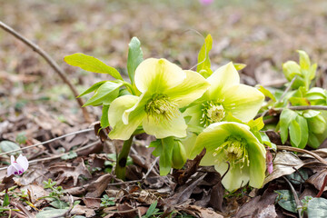 Walking through the subalpine meadows in the highlands during the flowering of plants and warm weather.