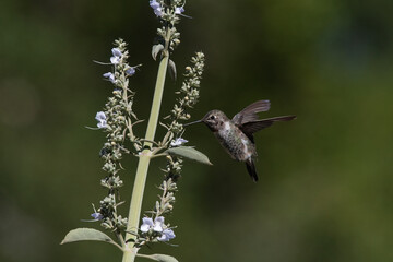 Anna's Hummingbird Approaching to Feed on White Flowers in the Garden