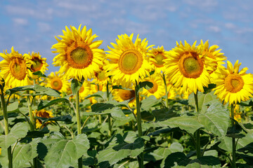 Fototapeta premium Sunflower natural background. Sunflower blooming. Close-up of sunflower.