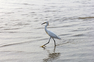 cegonha / stork