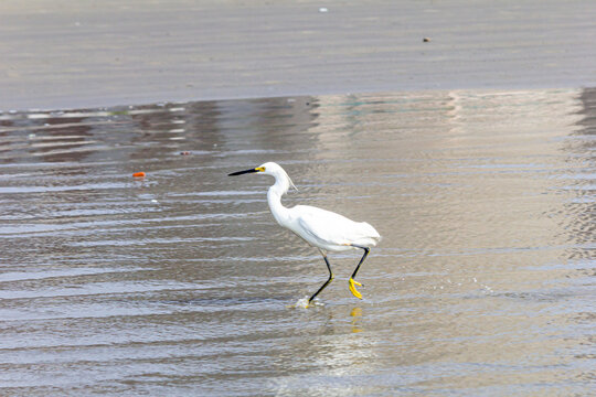 cegonha / stork