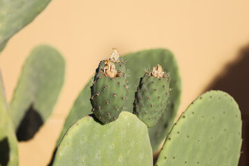 Green fruits of prickly pear cactus with on yellow wall. Opuntia cactus with young shoots. Calm relaxing travel background with ficus indica. Indian fig opuntia, flat pads leaves. Minimalism.