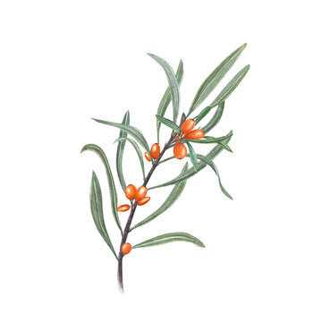 Watercolor botanical illustration of sea buckthorn branch with green leaves isolated on white background. Set for the design of patterns, greetings, package, advertising posters, labels