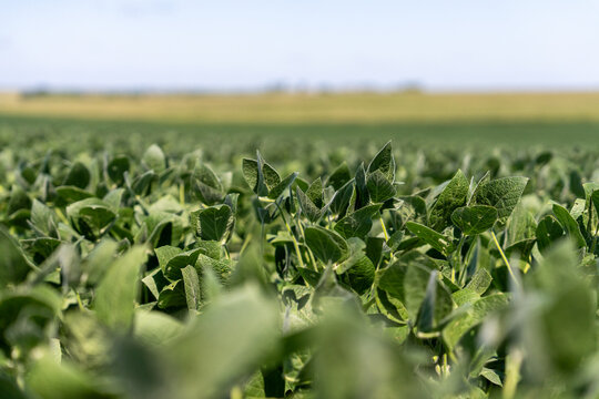 low angle of soybean field with horizon in background