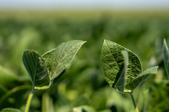 Close up of green soybean leaves with a blurred background