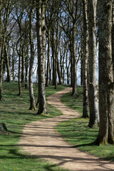 Winding path through the beech trees , sunny day.
