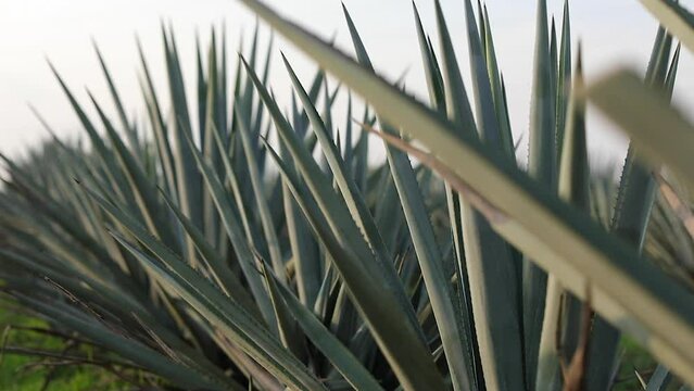 Aerial View of Agave Fields