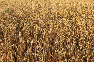 Ripe golden ears of wheat, close-up, background