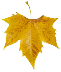 Feuille morte de platane	